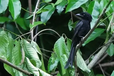 Drongo delle andamane