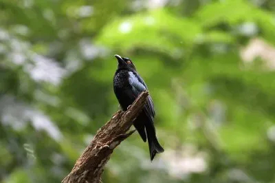 Drongo picchiettato