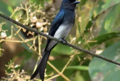 Drongo ventrebianco