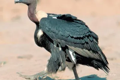 Grifone dorsobianco del bengala