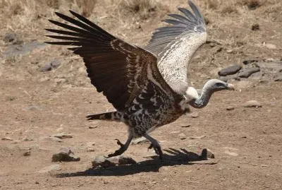 Avvoltoio di rueppell