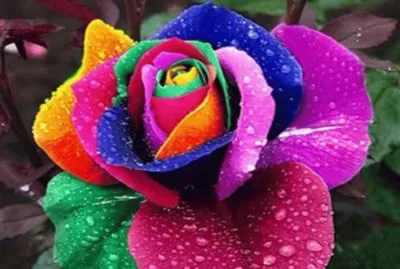 Familia jigsaw puzzle