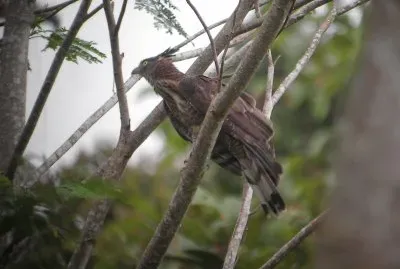 Pecchiaiolo delle filippine