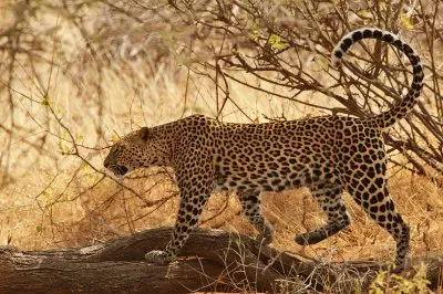 Leopardo africano jigsaw puzzle