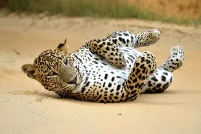 Leopardo dello sri lanka jigsaw puzzle
