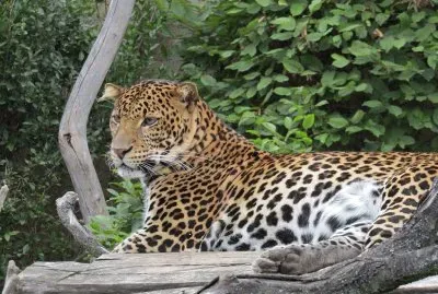 Leopardo di giava jigsaw puzzle