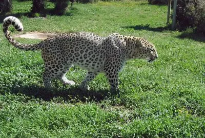 Leopardo persiano