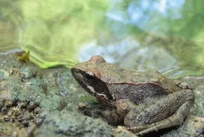 Italica jigsaw puzzle