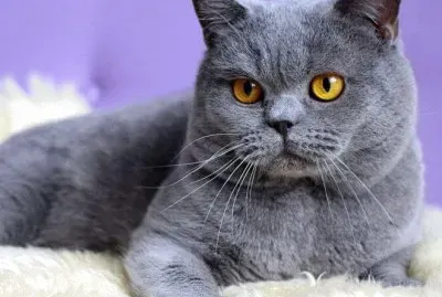 British shorthair blu