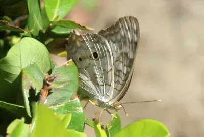 beautiful very small butterfly friend
