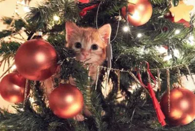 natale con gatto