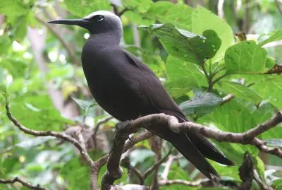 Noddy nero jigsaw puzzle