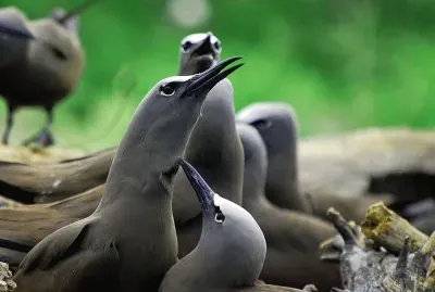 Noddy marrone jigsaw puzzle