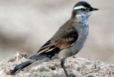 Cinclode alibarrate