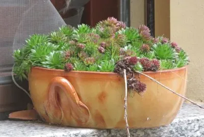 sempervivum