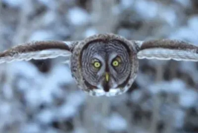 Owl in flight