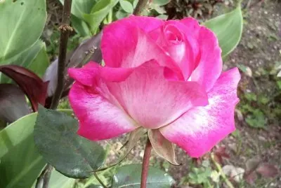 Rosa El Cortijo