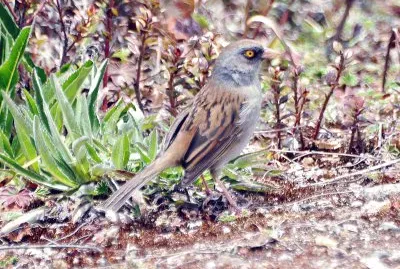 Junco del vulcano