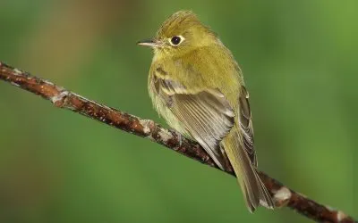 Yellowish flaycarter