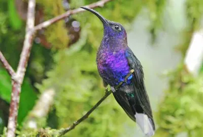 Violet sabrewing