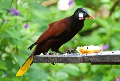 Montezuma oropendula