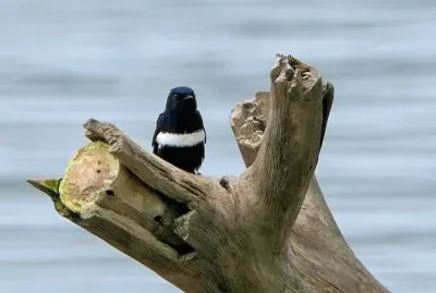 Golondrina pectorale