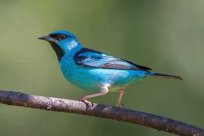 Dacnis azul