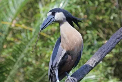 Boat billed heron