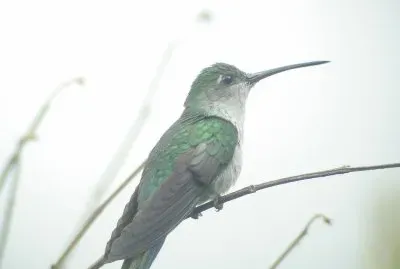 Sciabolatore pettogrigio