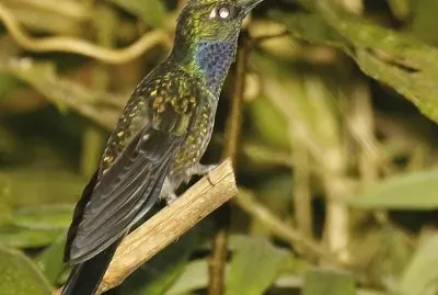 Sciabolatore del napo