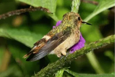 Coquette picchiettata