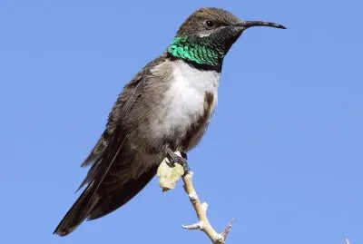 Orostella delle ande