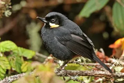 Bucafiori dai mustacchi