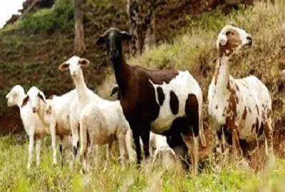 JR 363 jigsaw puzzle