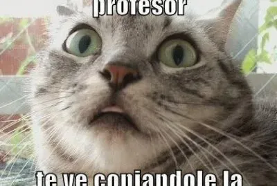 animales