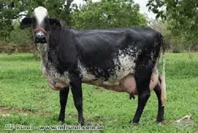 JR 366 jigsaw puzzle