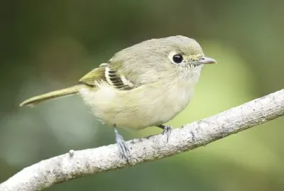 Vireo di hutton