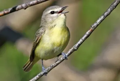 Vireo di philadelphia