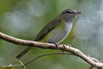 Vireo gialloverde