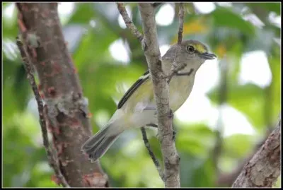 Vireo occhibianchi