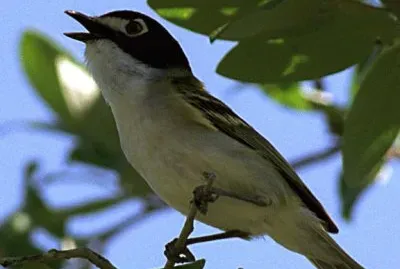 Vireo capinero