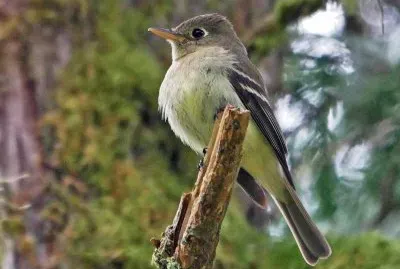 Tiranno del pacifico