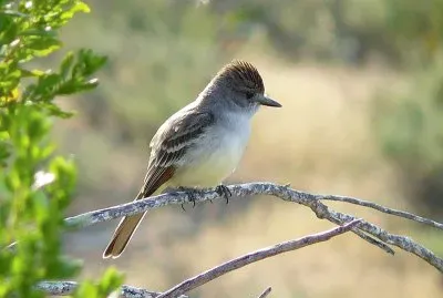 Tiranno golacenerina