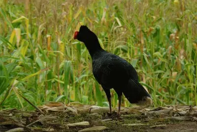 Hocco becco a rasoio