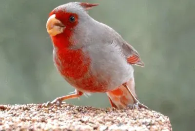 Cardinale del deserto