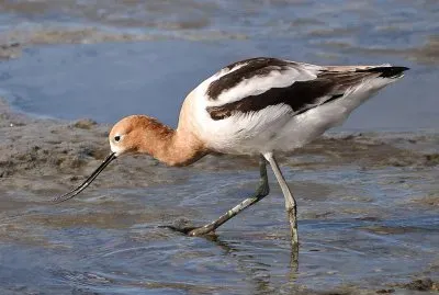 Avocetta americana