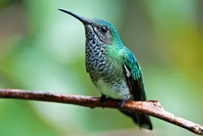 Jacobin dal collobianco