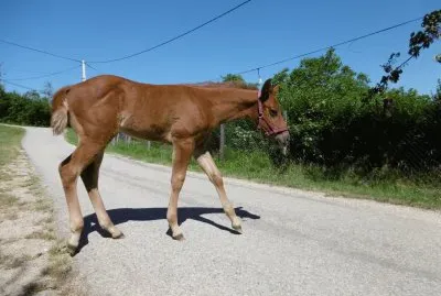 Foal outside jigsaw puzzle