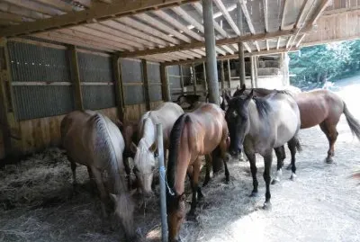 Horses
