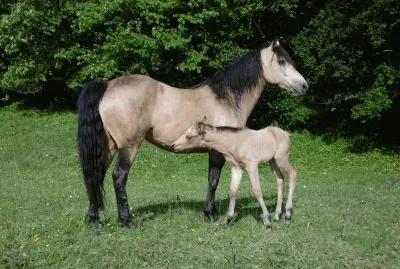 Mom connemara and foal Quarter pony